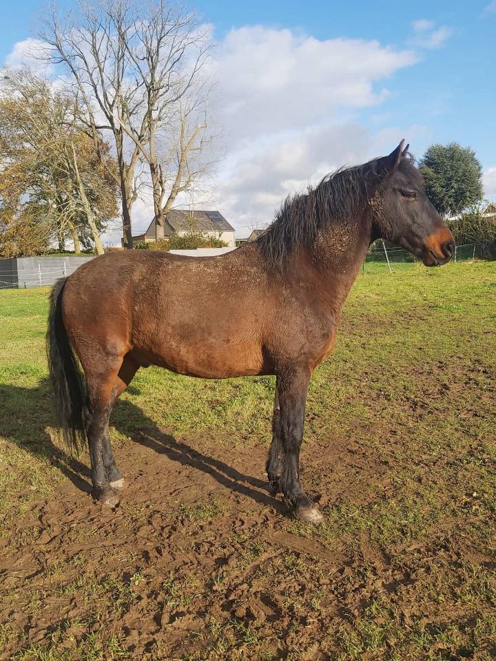 Hongre espagnol 15 ans .