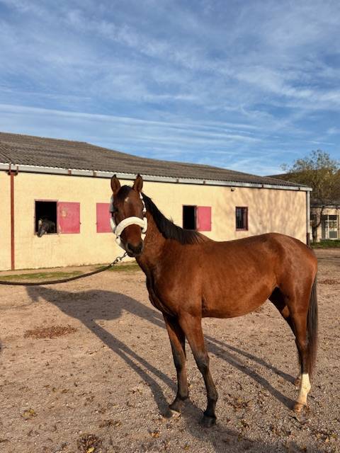 Selle Fran&ccedil;ais 3 ans 