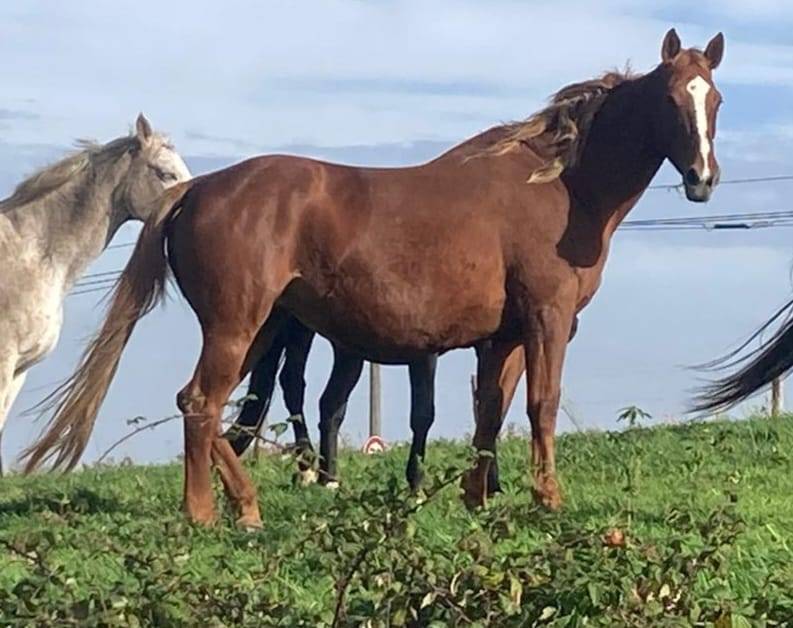 Poulini&egrave;re sport excellente g&eacute;n&eacute;tique
