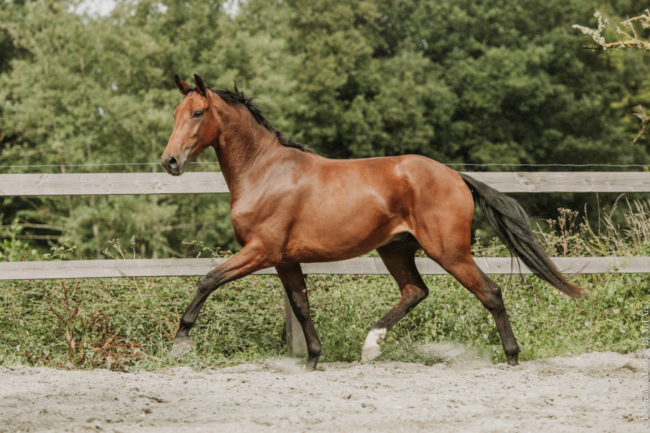 Cheval dressage Lusitanien x Warmblood