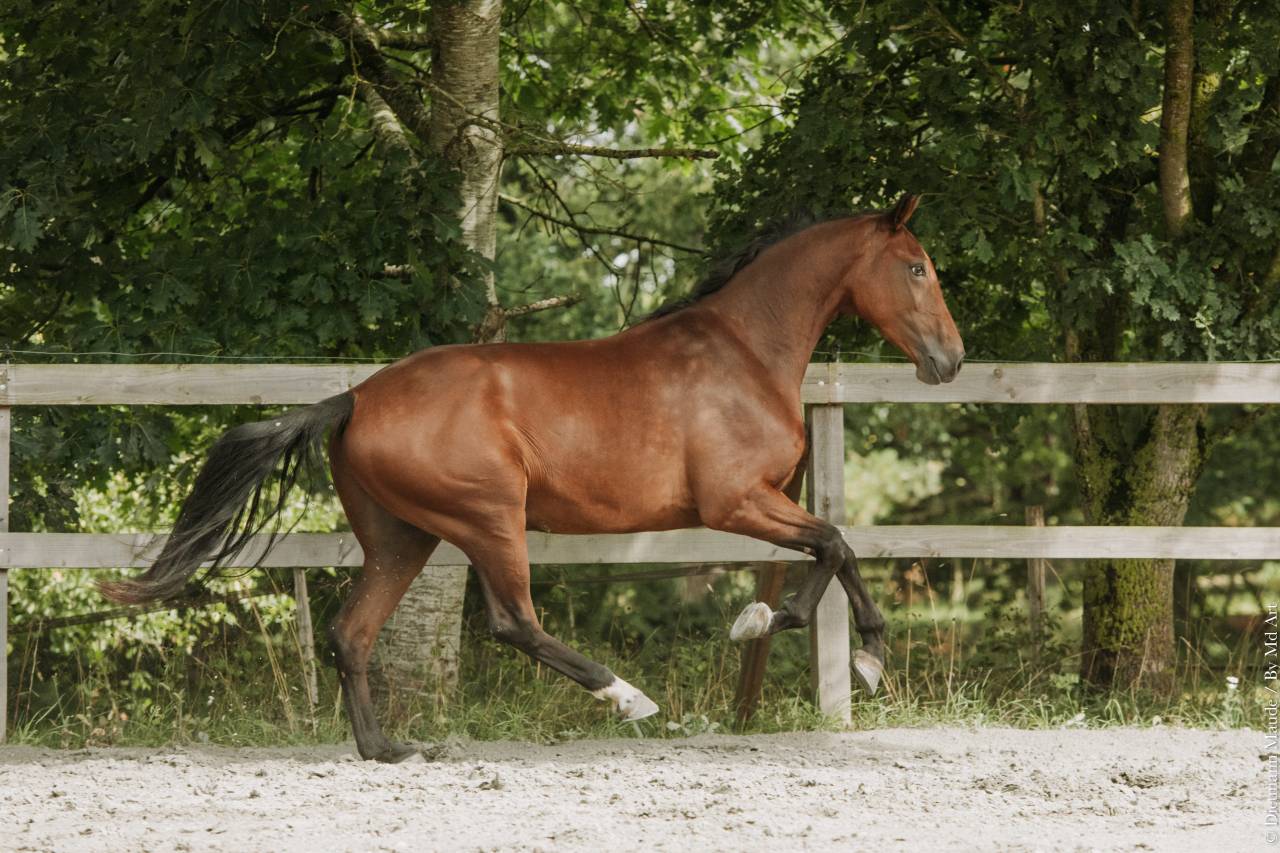 Cheval dressage Lusitanien x Warmblood