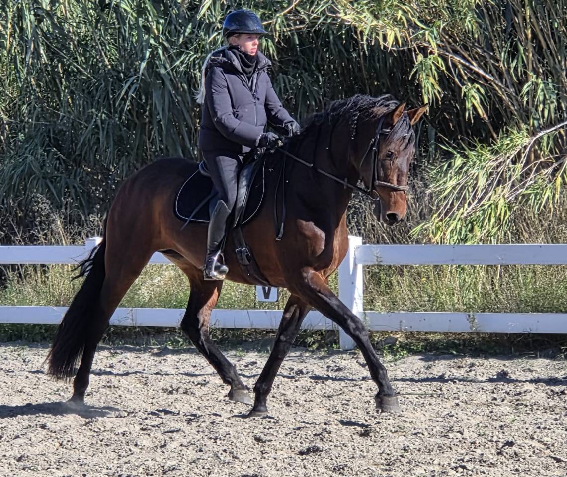 Adorable jeune jument PRE