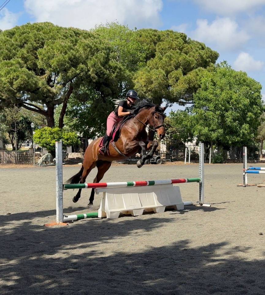 Adorable jeune jument PRE