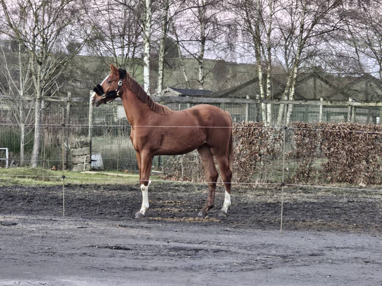 Superbe poulain BWP de dressage