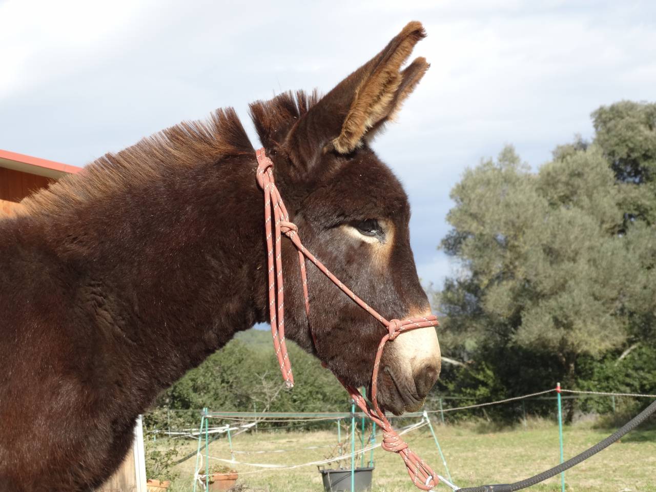 Magnificent future Catalan donkey stallion  