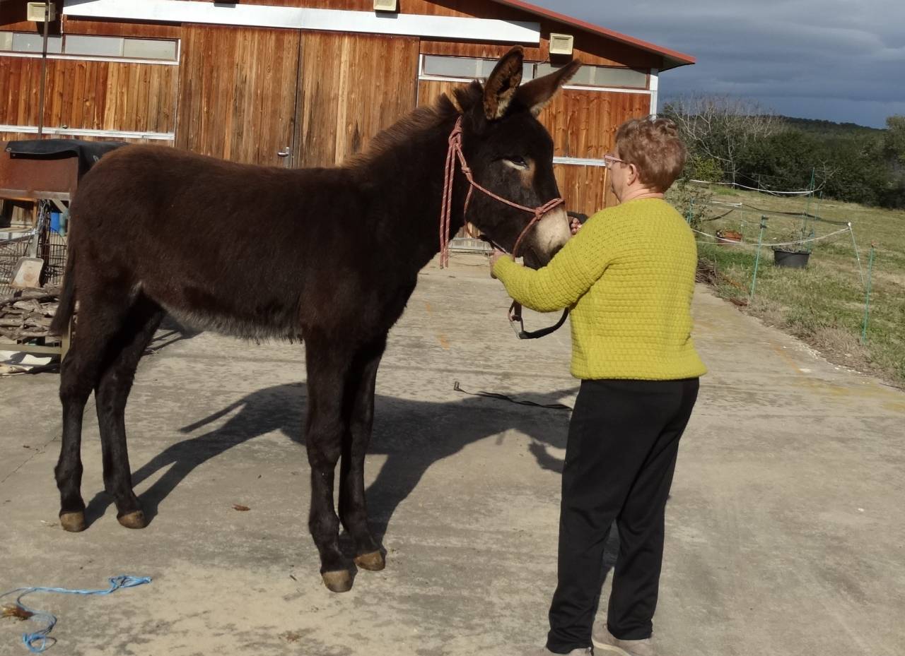 Magnificent future Catalan donkey stallion  