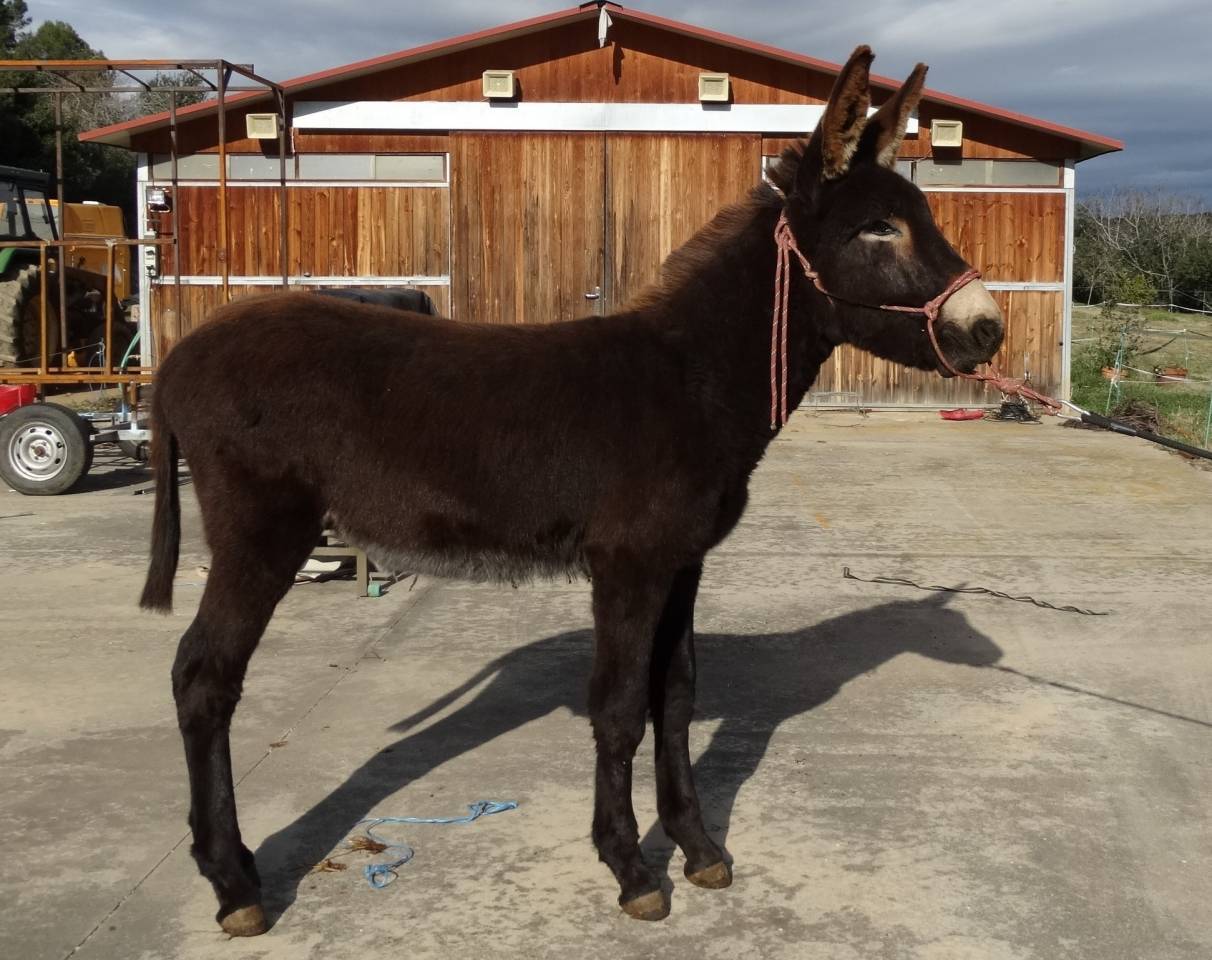 Magnificent future Catalan donkey stallion  