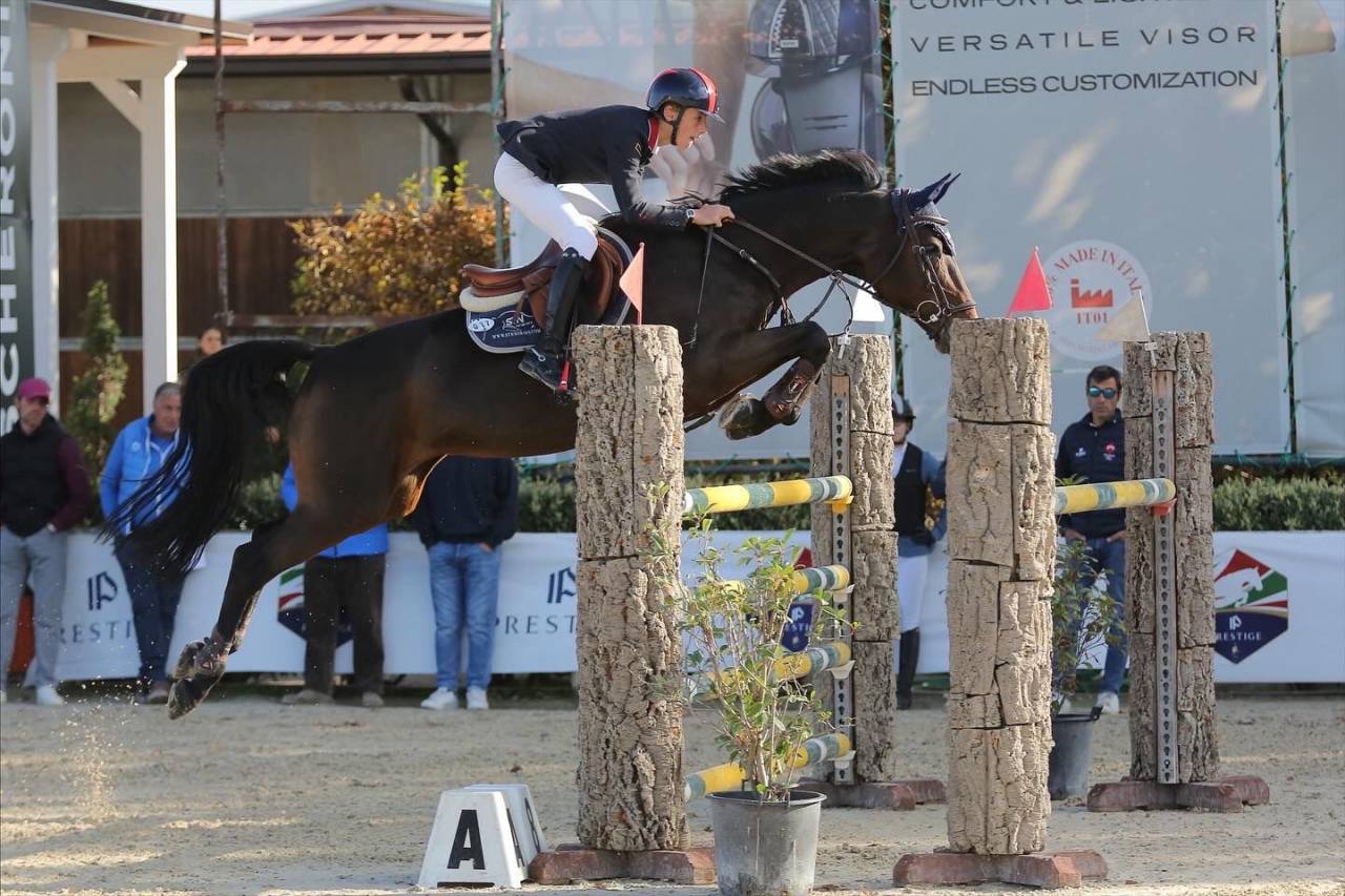 Jument Holsteiner A vendre 2011 Bai