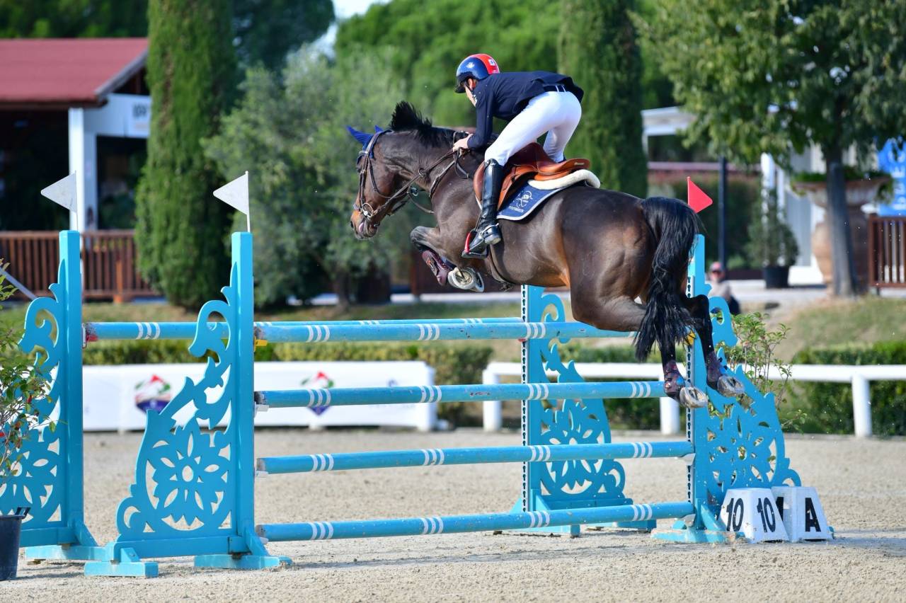 Jument Holsteiner A vendre 2011 Bai