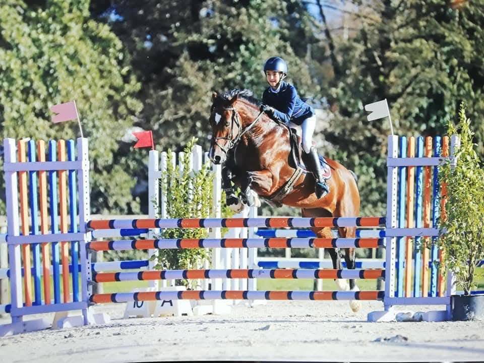 Hongre welsh part-bred 1an, top mental