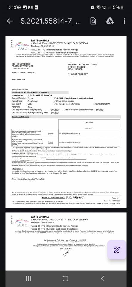 Hongre welsh part-bred 1an, top mental