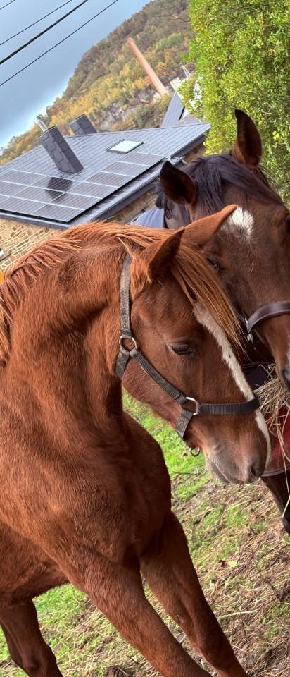 Petit &Eacute;talon &agrave; vendre 