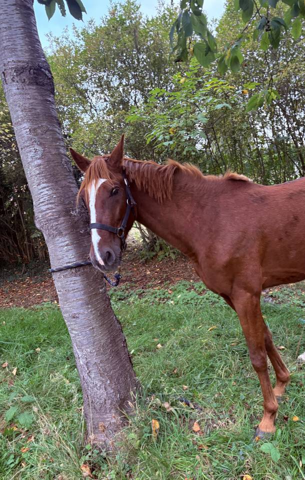 Petit &Eacute;talon &agrave; vendre 