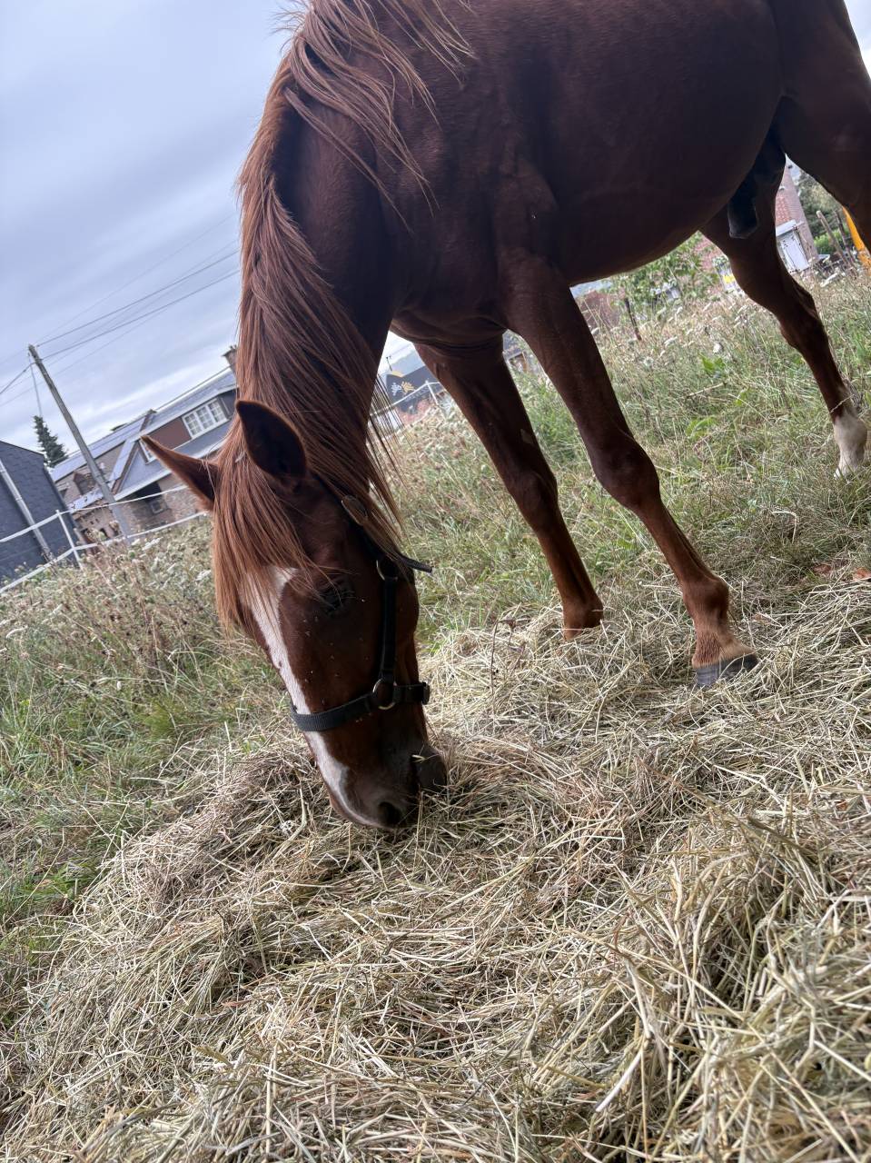 Petit &Eacute;talon &agrave; vendre 