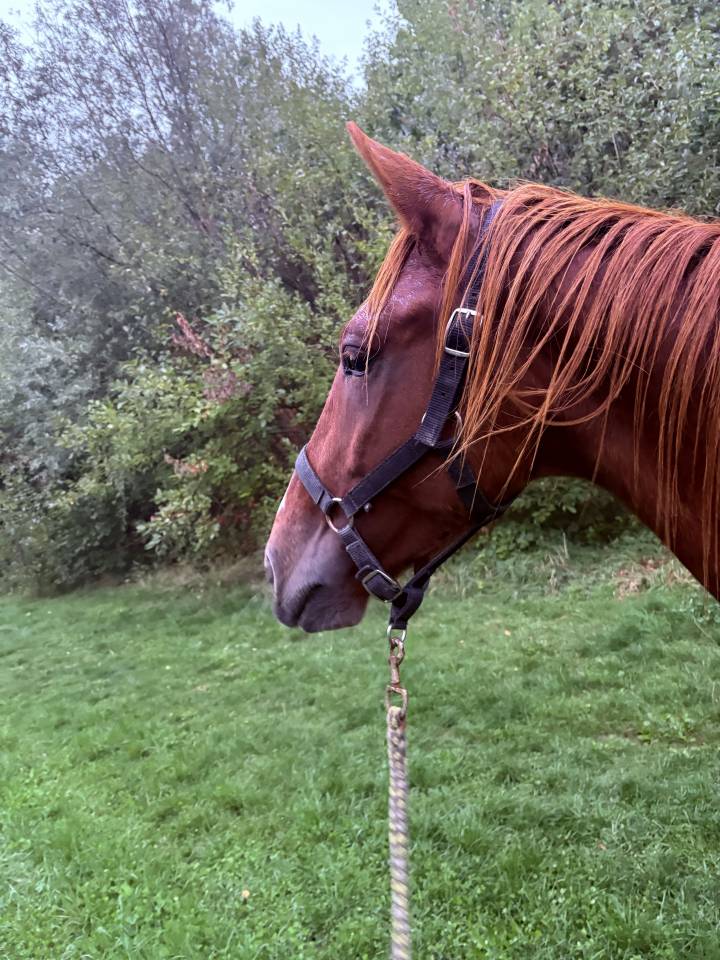 Petit &Eacute;talon &agrave; vendre 