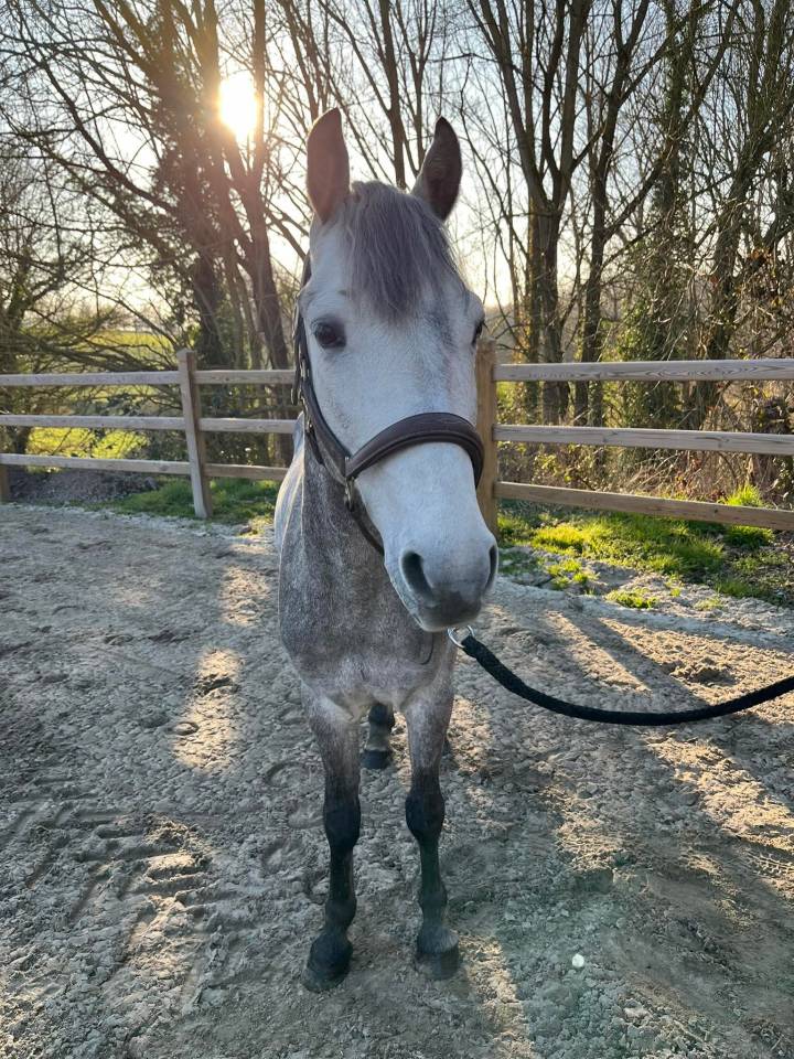 Poney onc &agrave; vendre petit budget 