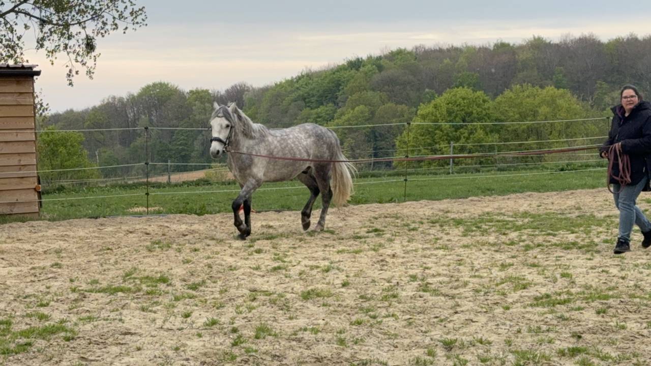 Poney onc &agrave; vendre petit budget 