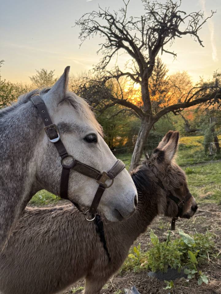 Poney onc &agrave; vendre petit budget 
