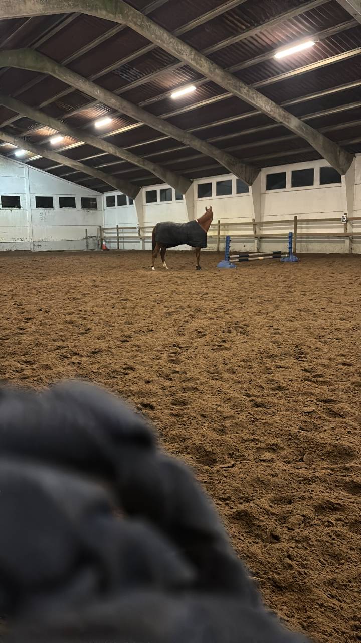 Demi pension pour jument de 5ans bloom 