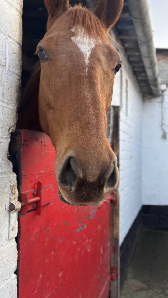 Demi pension pour jument de 5ans bloom 