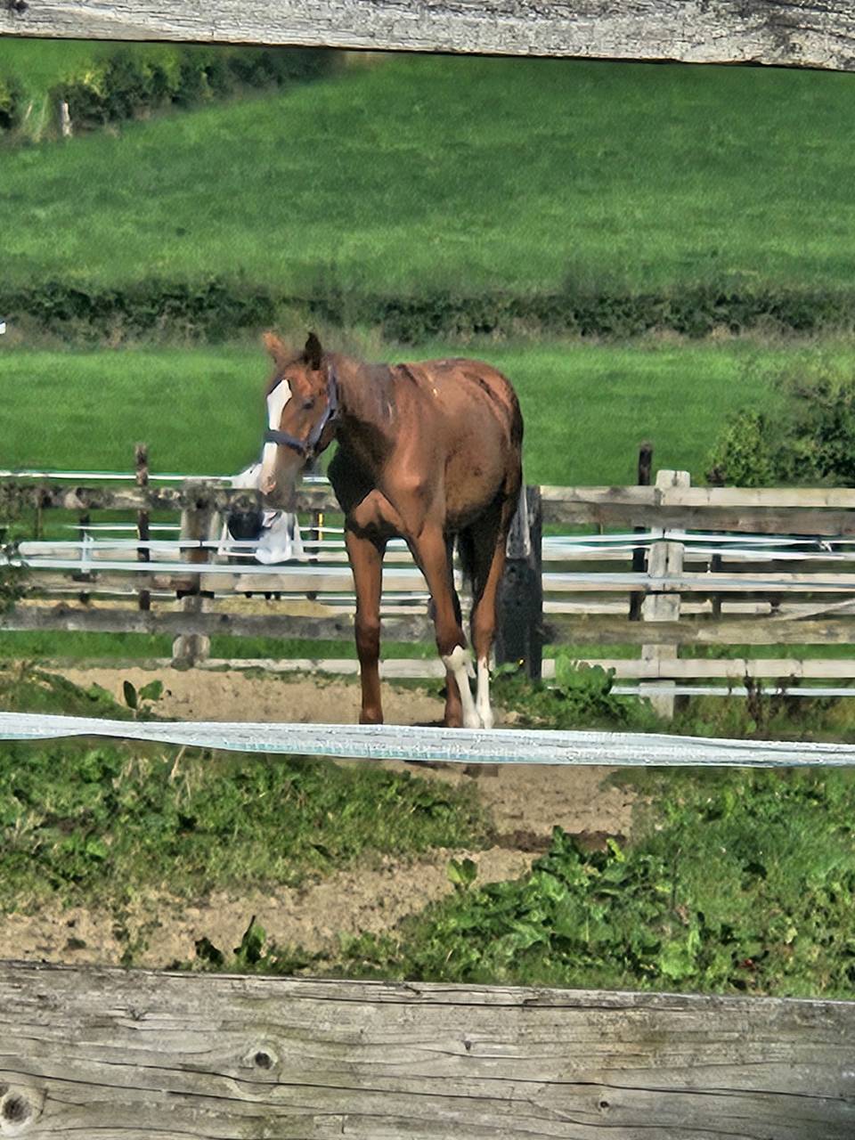 Poulain BWP de dressage 