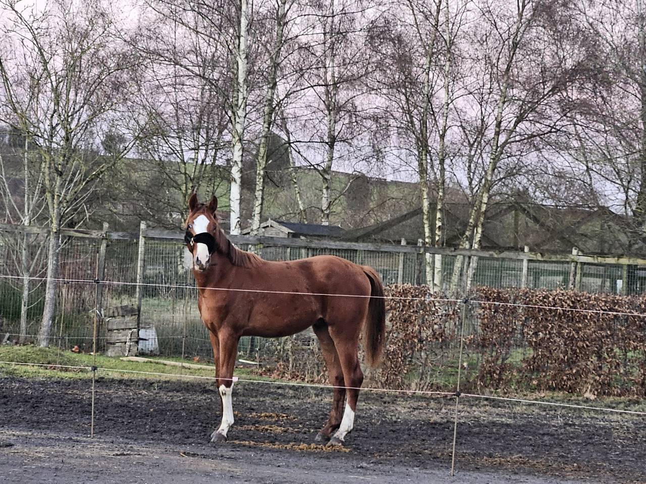 Poulain BWP de dressage 