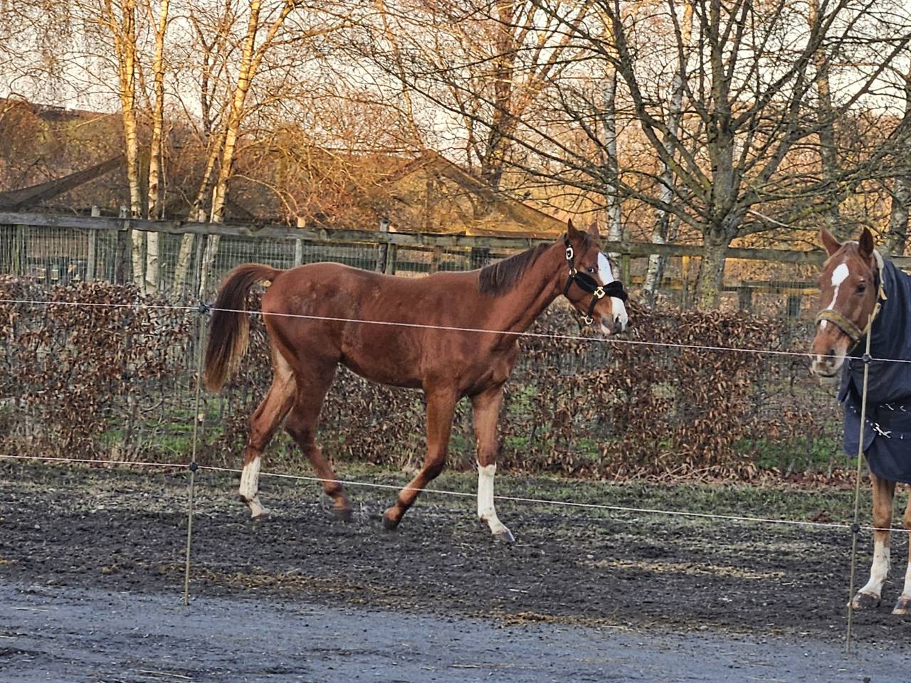 Poulain BWP de dressage 