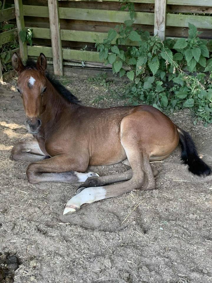 Jument de 2023 &agrave; vendre 