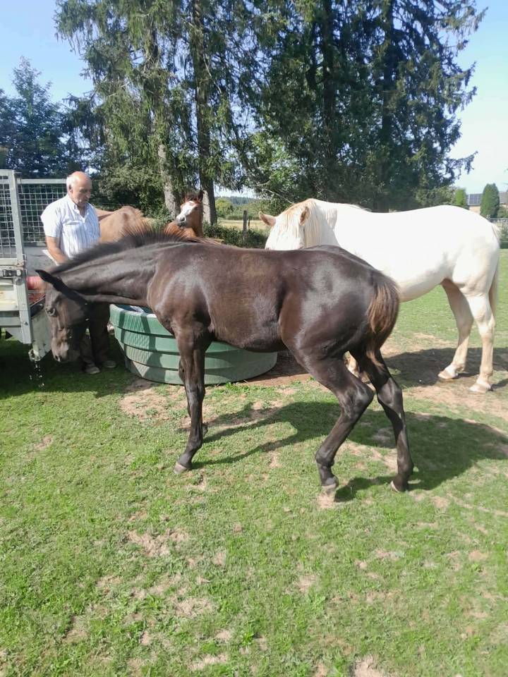 Poulains de couleur &agrave; vendre,  chevaux de selle,  demi 