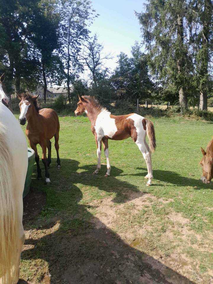 Poulains de couleur &agrave; vendre,  chevaux de selle,  demi 