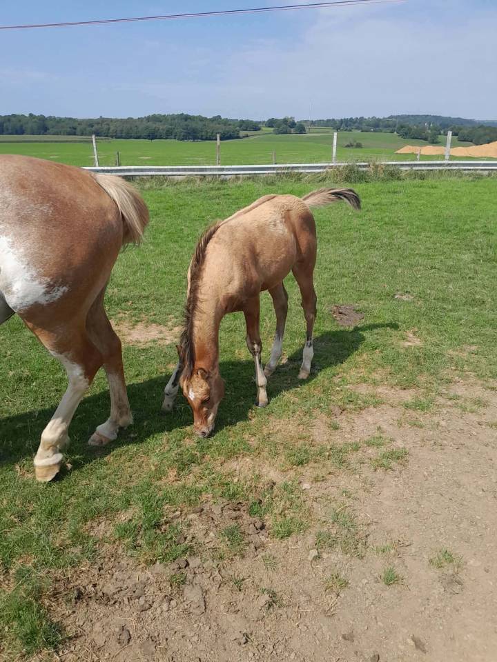 Poulains de couleur &agrave; vendre,  chevaux de selle,  demi 