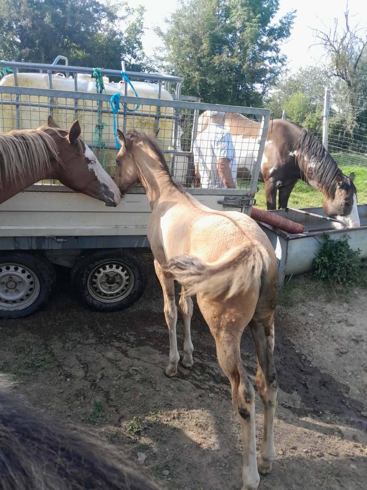 Poulains de couleur &agrave; vendre,  chevaux de selle,  demi 