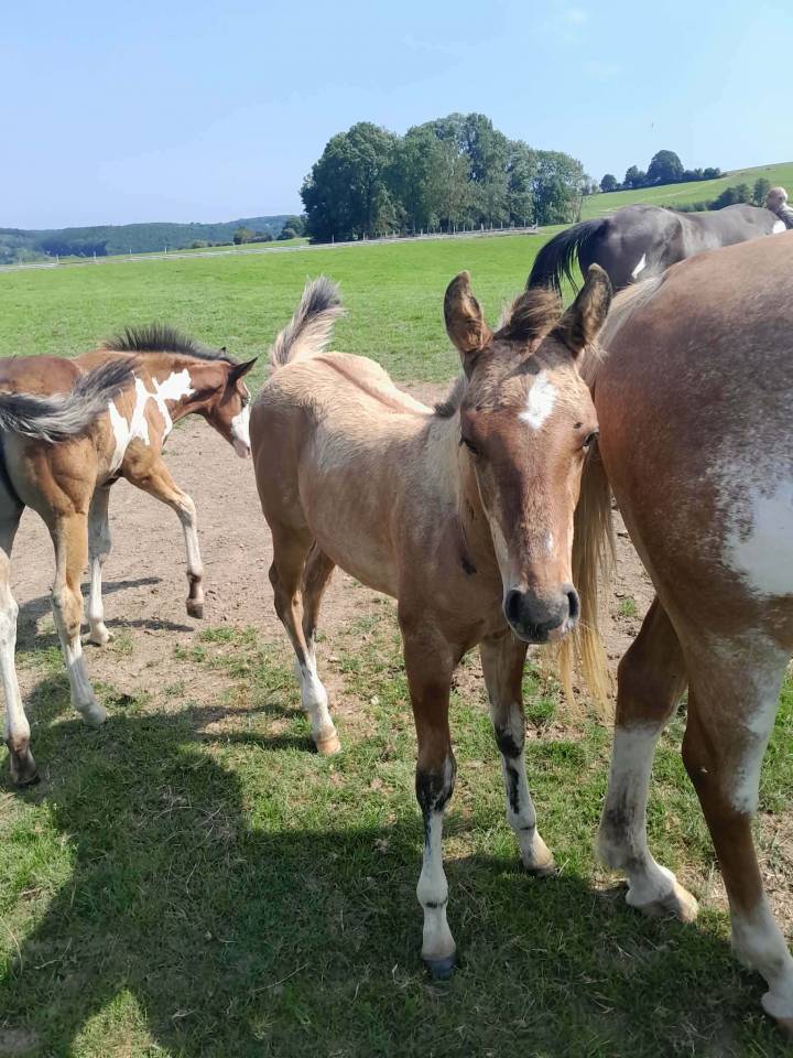 Poulains de couleur &agrave; vendre,  chevaux de selle,  demi 