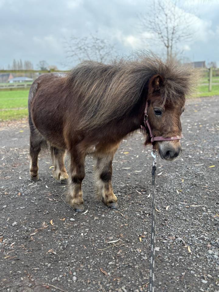 Qontesse van de waterkant - shetland 3,5y