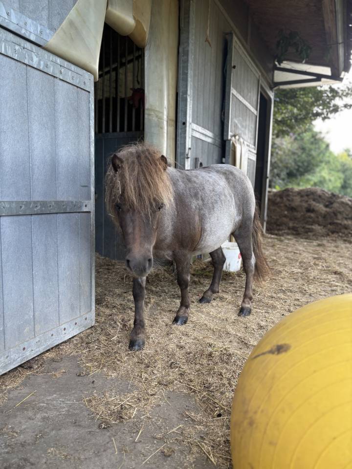 Qontesse van de waterkant - shetland 3,5y