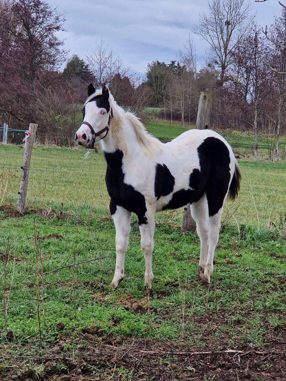 Pouliche paint horse 