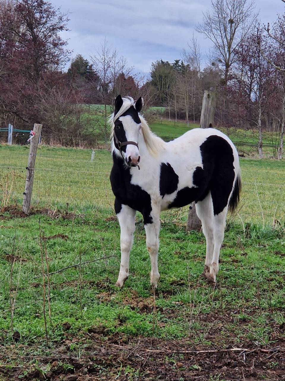Pouliche paint horse 