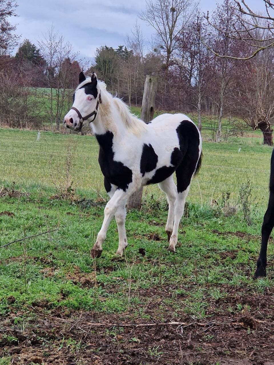 Pouliche paint horse 
