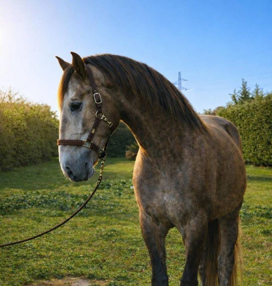 Hongre - Lusitanien - 4 ans - Dressage - Italie