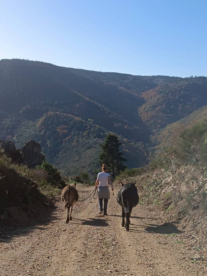 Gaya - &Acirc;nesse commune