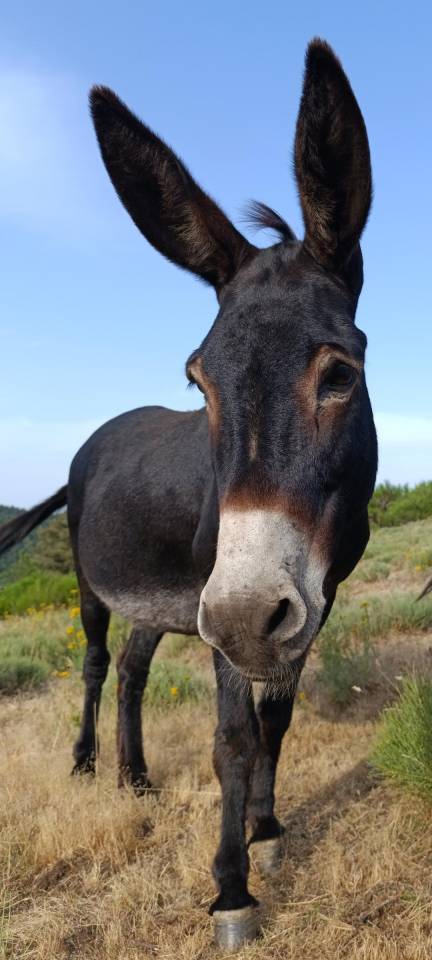 Gaya - &Acirc;nesse commune