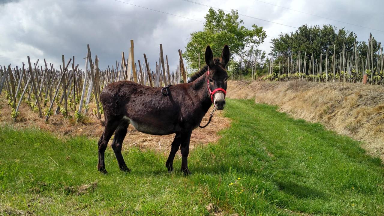 Gaya - &Acirc;nesse commune