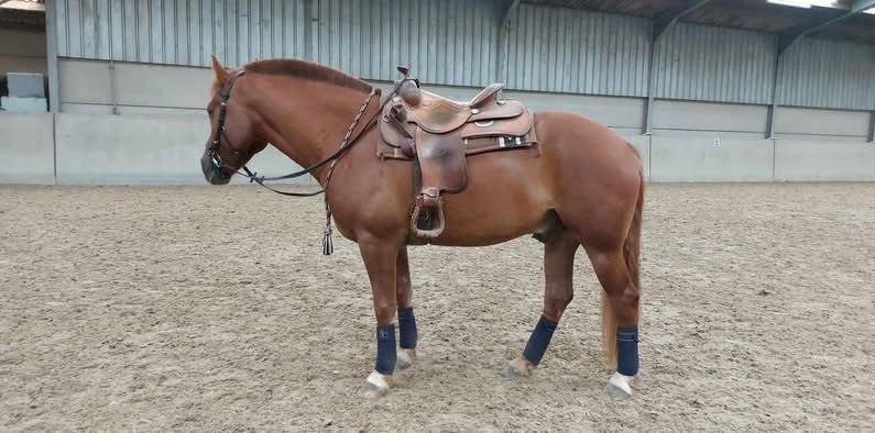 Aleos franche montagne 5 ans 