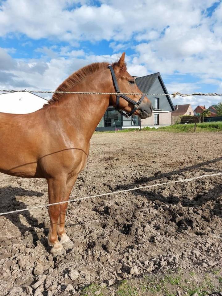 Aleos franche montagne 5 ans 