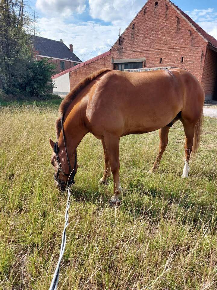 Aleos franche montagne 5 ans 