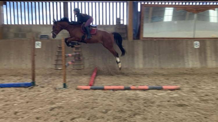 Mustang de Molion, Cheval sport, 4 ans, Bai; SF, 1.72