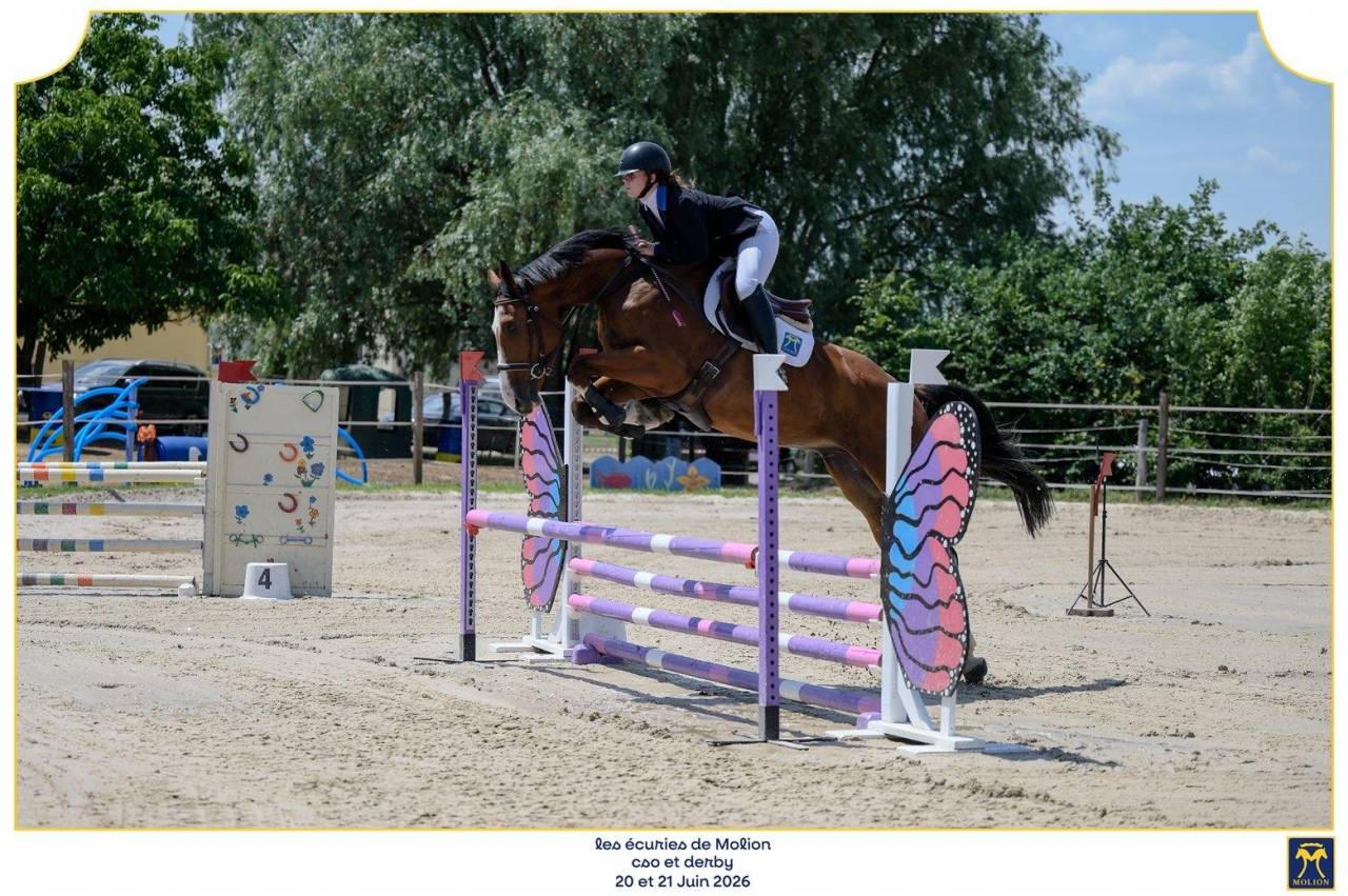 Mustang de Molion, Cheval sport, 4 ans, Bai; SF, 1.72