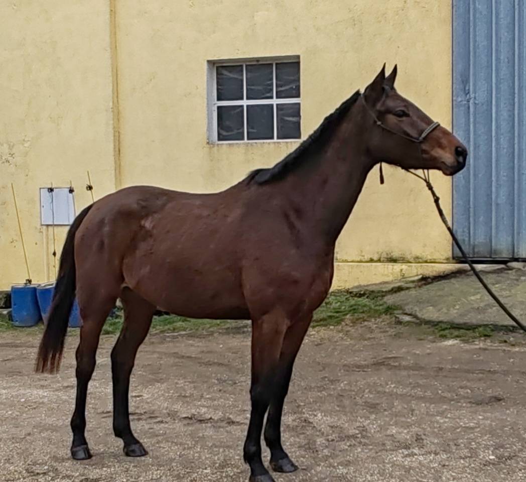 Jument, 4 ans, Bai; SF, toise 1. 65