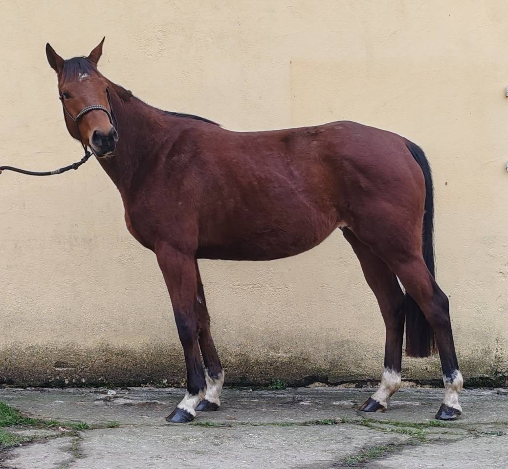 Jument, 4 ans, bai, 1.60 m