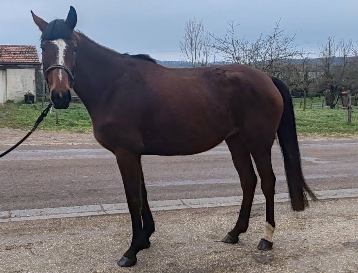 Jument, 5 ans, Bai; SF, toise 1. 65